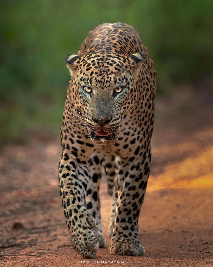 afe3352134597d05485d6016334db5ab